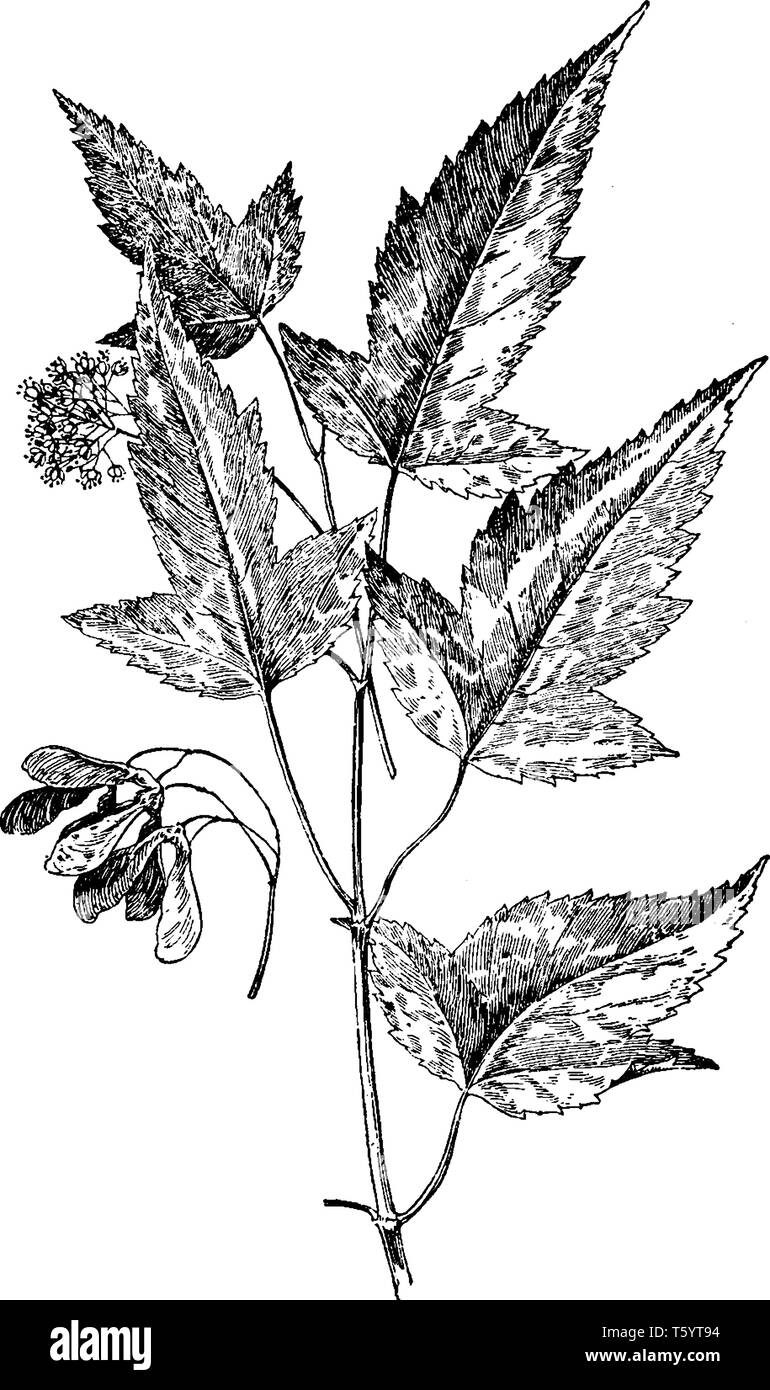 Das ist woody Stammzellen von Acer Ginnala und auch als Amur Ahorn bekannt. Samen und Blüten auch dort gesehen. Blumen sind gelblich und duftenden, vintage Line dr Stock Vektor