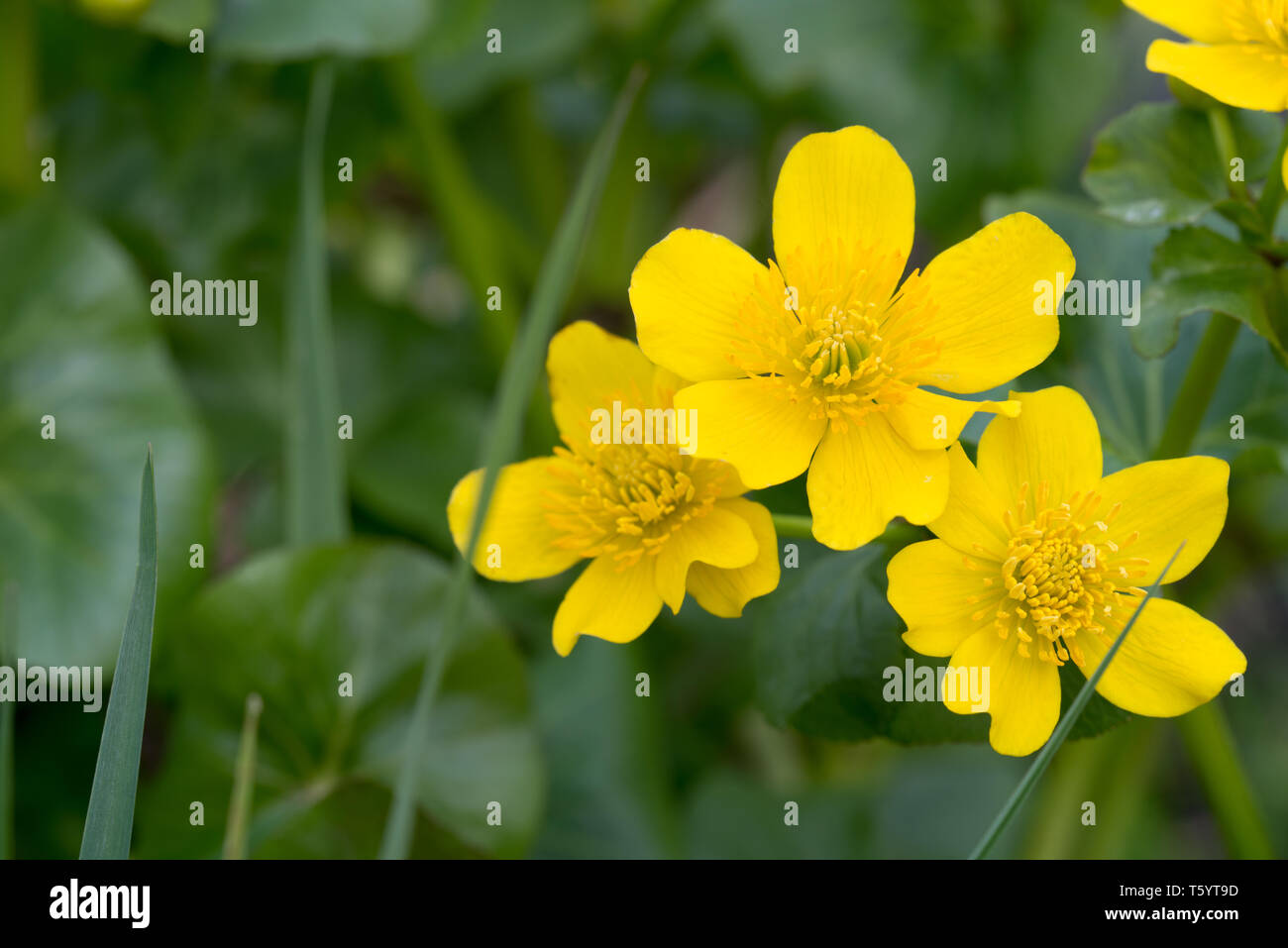 Caltha palustris, Marsh - Ringelblume kingcup gelb Frühling Blumen Makro Stockfoto