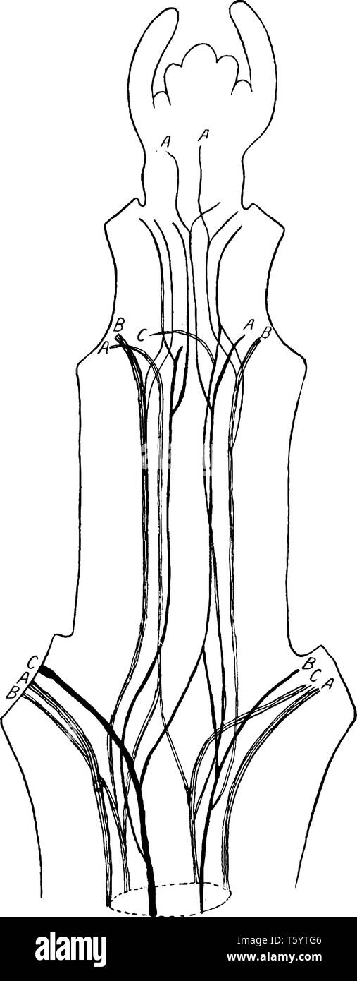 Dies ist eine Abbildung der Comtesse de Bouchaud Stamm, zeigt die Leitbündel in einem Stamm der Clematis Comtesse de Bouchaud, vintage Strichzeichnung oder Gravur Lllustrat Stock Vektor