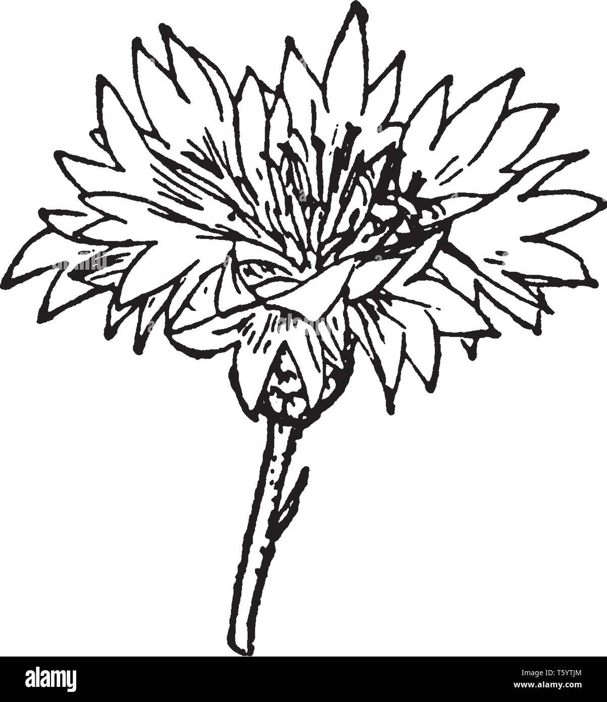 Ein Bild zeigt Mittelfußkopf. Dies ist ein mittelfußkopf der Kornblume, in der zusammengesetzten Blume Anatomie, vintage Strichzeichnung oder Gravur Abbildung. Stock Vektor