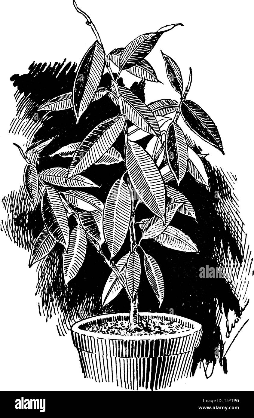 Ein Bild zeigt, wie Ficus elastischem Gummi Bild bekannt. Sie ist heimisch in den Osten Indien, Nepal, Bhutan, Birma und China. Es gehört zur Familie der Moraceae Stock Vektor