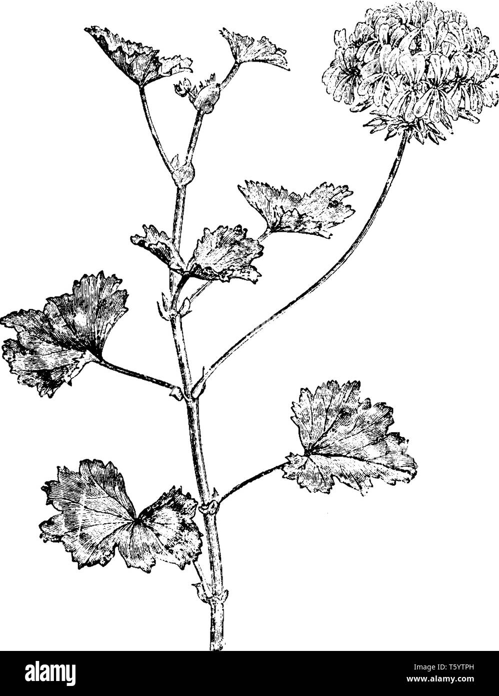 Pelargonium zonale ist eine aufrechte oder Kriechen, Strauch, Normal wächst auf ca. 1 m. Seine Stängel saftig sind, haarig, wenn Junge immer Woody mit dem Alter Stock Vektor