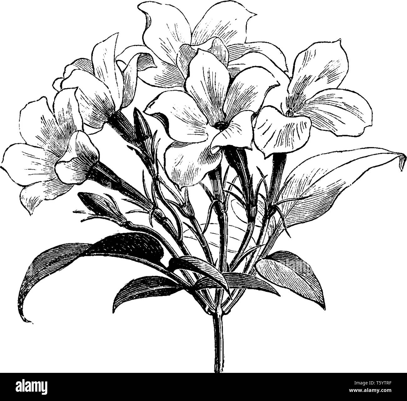 Diese Vielfalt an Jasmin hat großen Blumen unterscheidet sich von gemeinsamen weißen Jessamine wie im Bild gezeigt. Es heißt Jasminum officinale affine und eine weitere copio Stock Vektor