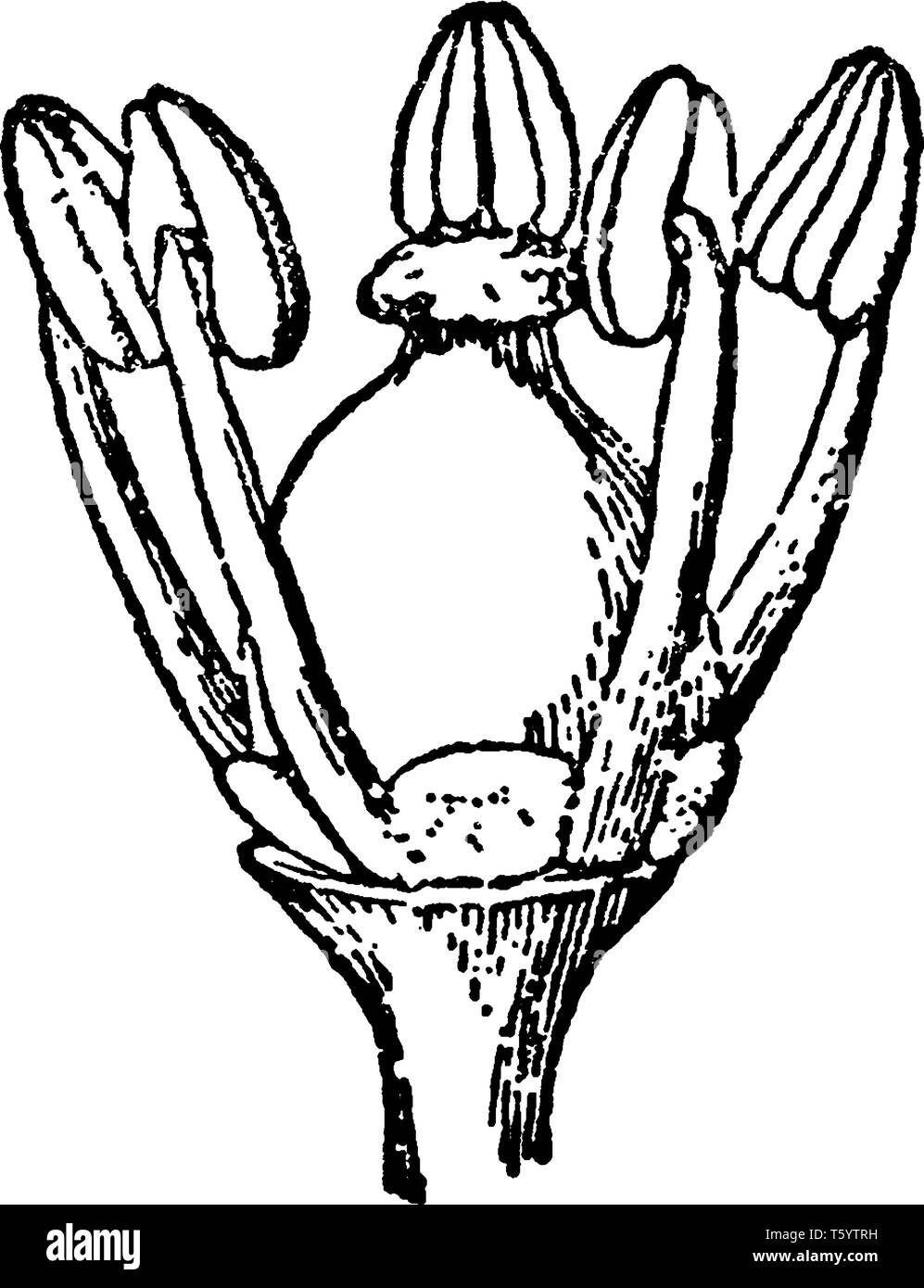 Abbildung zeigt Fruchtblatt und Staubgefäße der Trauben Blume, vintage Strichzeichnung oder Gravur Abbildung. Stock Vektor