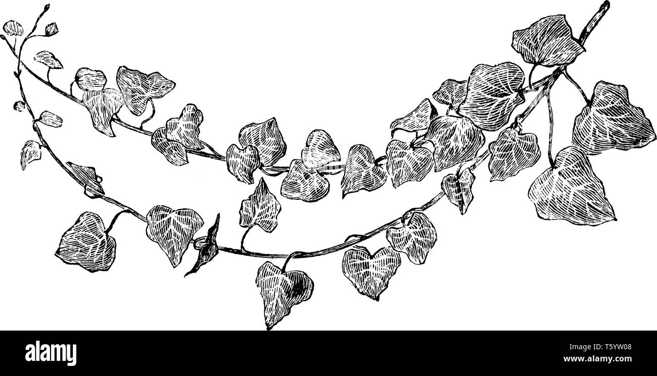 Es ist von Efeu Familie und lässt es ist schnell Anbauer, vintage Strichzeichnung oder Gravur Abbildung. Stock Vektor Es ist von Efeu Familie und lässt es ist schnell Anbauer, vintage Strichzeichnung oder Gravur Abbildung. Stock Vektor