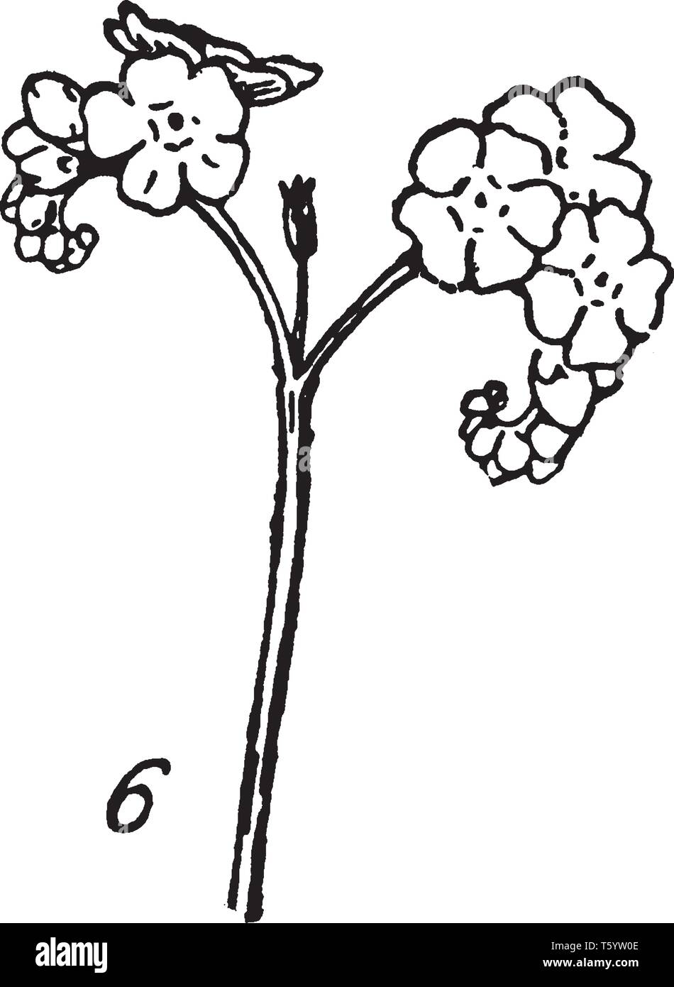 Forget-me-not ist blühende Pflanze, es Arten in Familie Boraginaceae. Pflanze wächst auf großen, behaarten Stängel, die manchmal erreichen 2 Fuß in der Höhe, vintage Stock Vektor