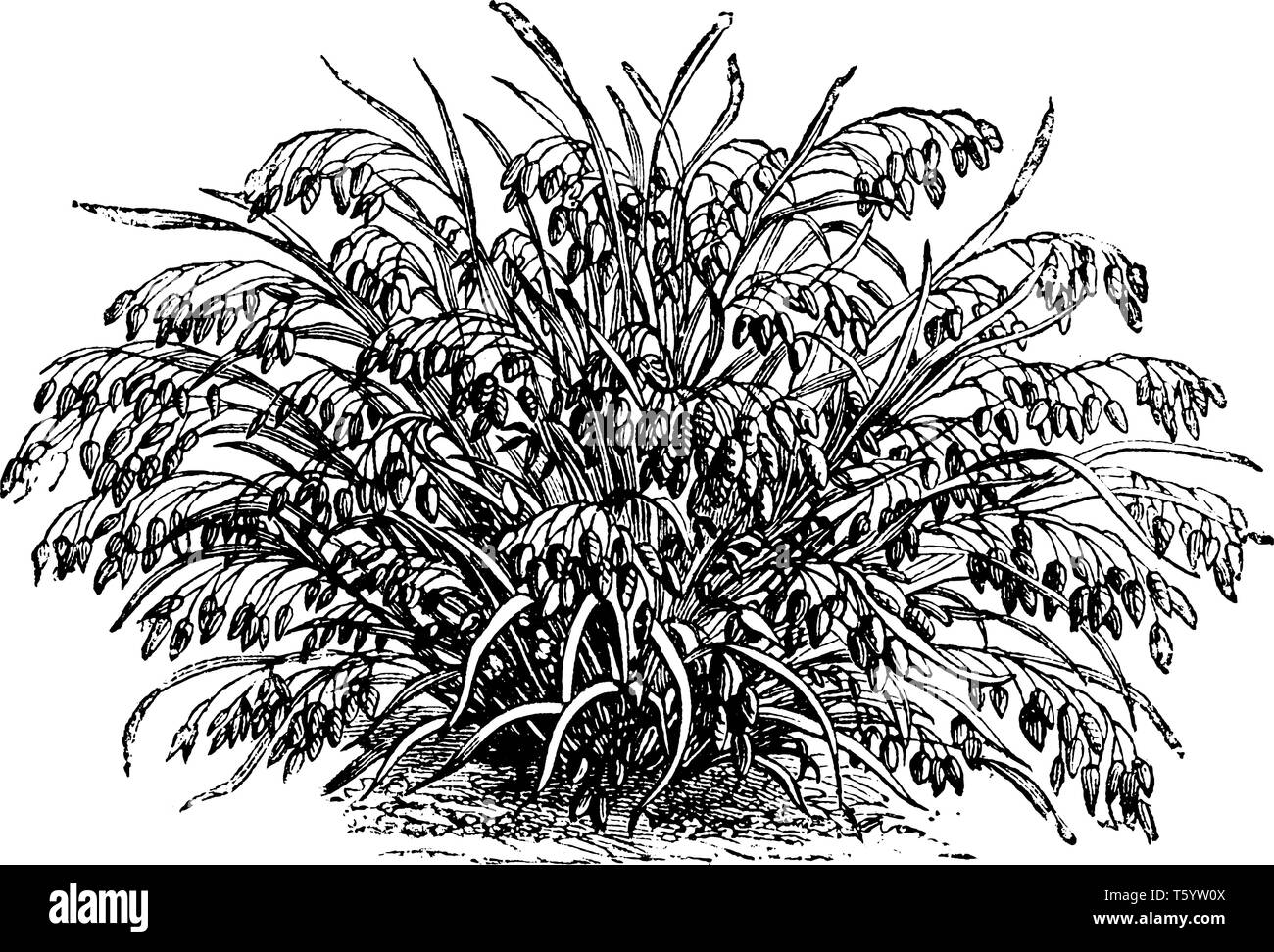 Dies ist Bilder von kohlrübe Brizaeformis. Das Gras wächst ungefähr zwei Meter hoch und es Blumen Blüten alle zwei Jahre, vintage Strichzeichnung oder Gravur ich Stock Vektor