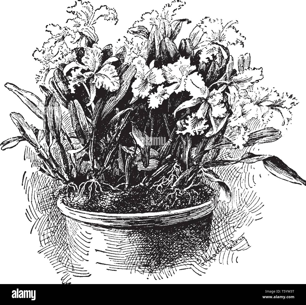 Die Blumen der Cattleya Mendelii haben sehr blass Lavendel Sepalen und Petalen gegen eine lila Lippe, vintage Strichzeichnung oder Gravur Abbildung. Stock Vektor