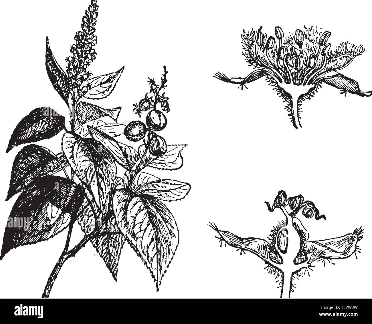 Bild Werk hat große Blätter, in denen kleine Beeren wachsen. Blumen blühen in der Seite der Anlage, vintage Strichzeichnung oder Gravur Stock Vektor