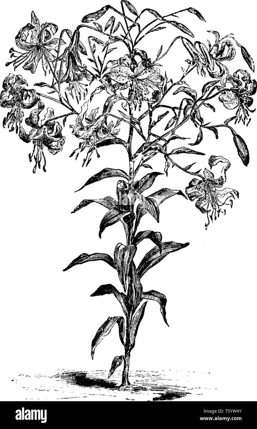 Lilium speciosum roseum ist ein rosa Blume. Sie sind drei Meter hoch und blüht im August bis September, vintage Strichzeichnung oder Gravur krank Stock Vektor