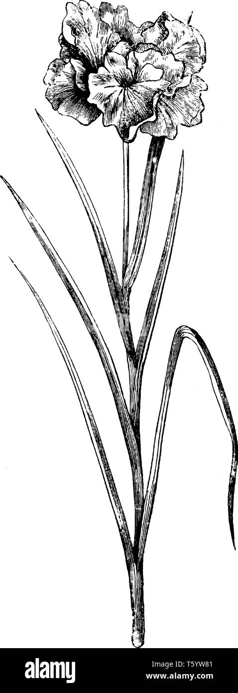Es ist eine Iris Laevigata Anlage. Die Blüten sind leuchtend violetten und jeder Stamm hat eine Blume. Die Blätter sind hellgrün, dünn und schwach, vintage Line dra Stock Vektor