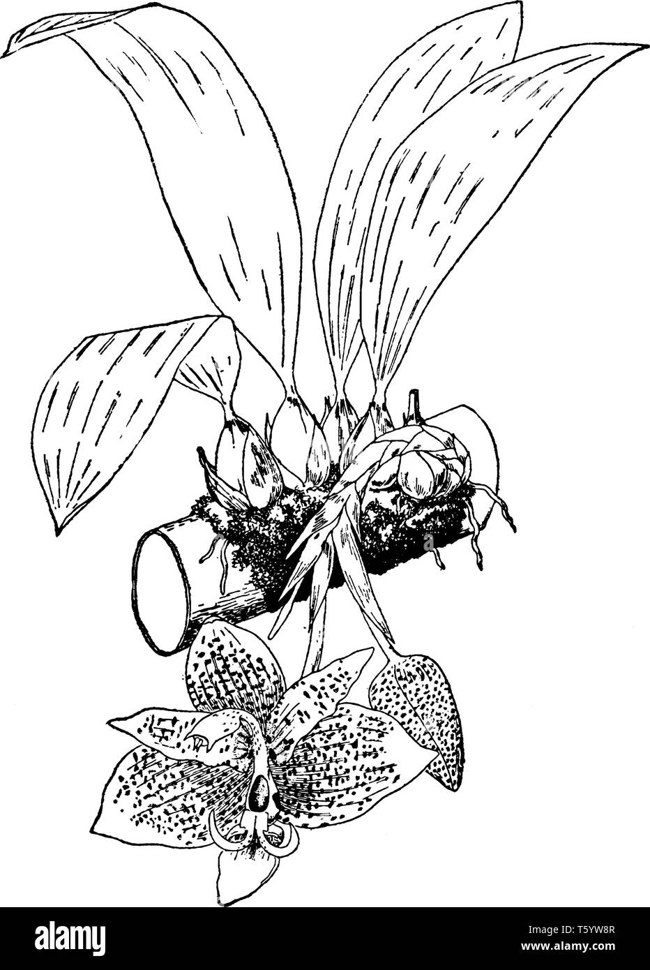 Stanhopea oculata ist eine Pflanzenart aus der Gattung der Orchideen, die in der Regel in den südöstlichen Teilen von Brasilien gesehen. Die Blüten sind moderate Größe, Breite, und es gibt viele f Stock Vektor