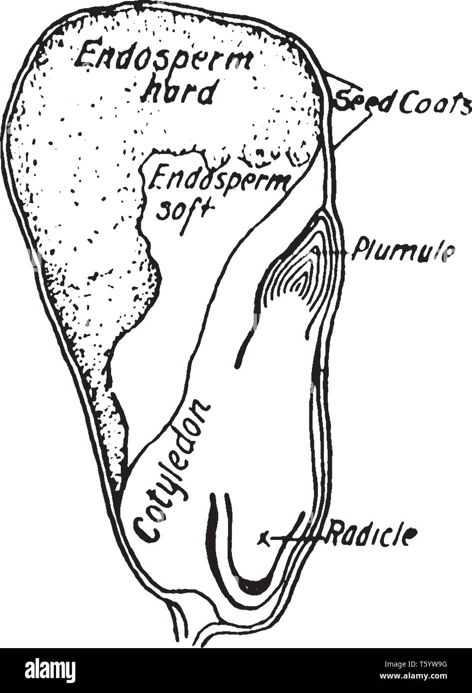 Dies ist der Querschnitt eines Kernels von Mais, wo Lebensmittel lagern im Keimblatt, vintage Strichzeichnung oder Gravur Abbildung. Stock Vektor