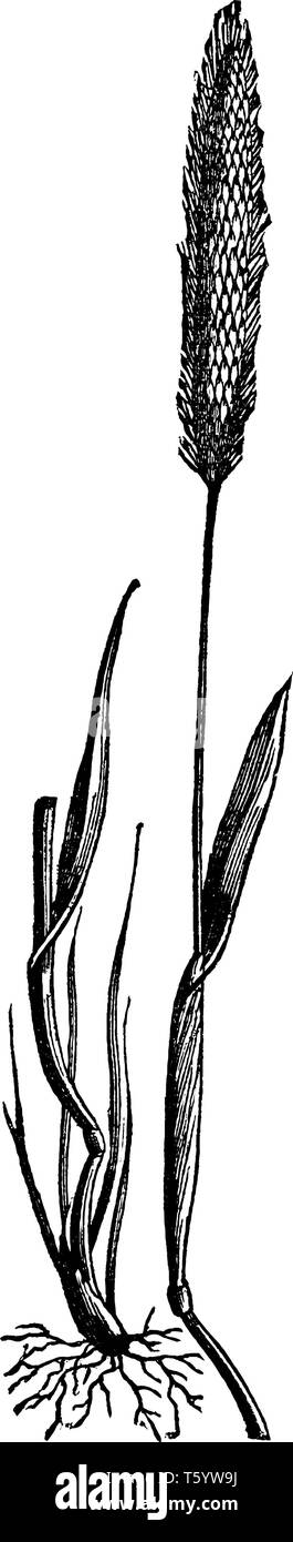 Dies ist ein foxtail Grass, die Blätter flach sind, Sharp, Stängel ist lang und dünn, die Blume wachsen oben der Gras, Wurzel sind kurz und dünn, Vintage Linie d Stock Vektor