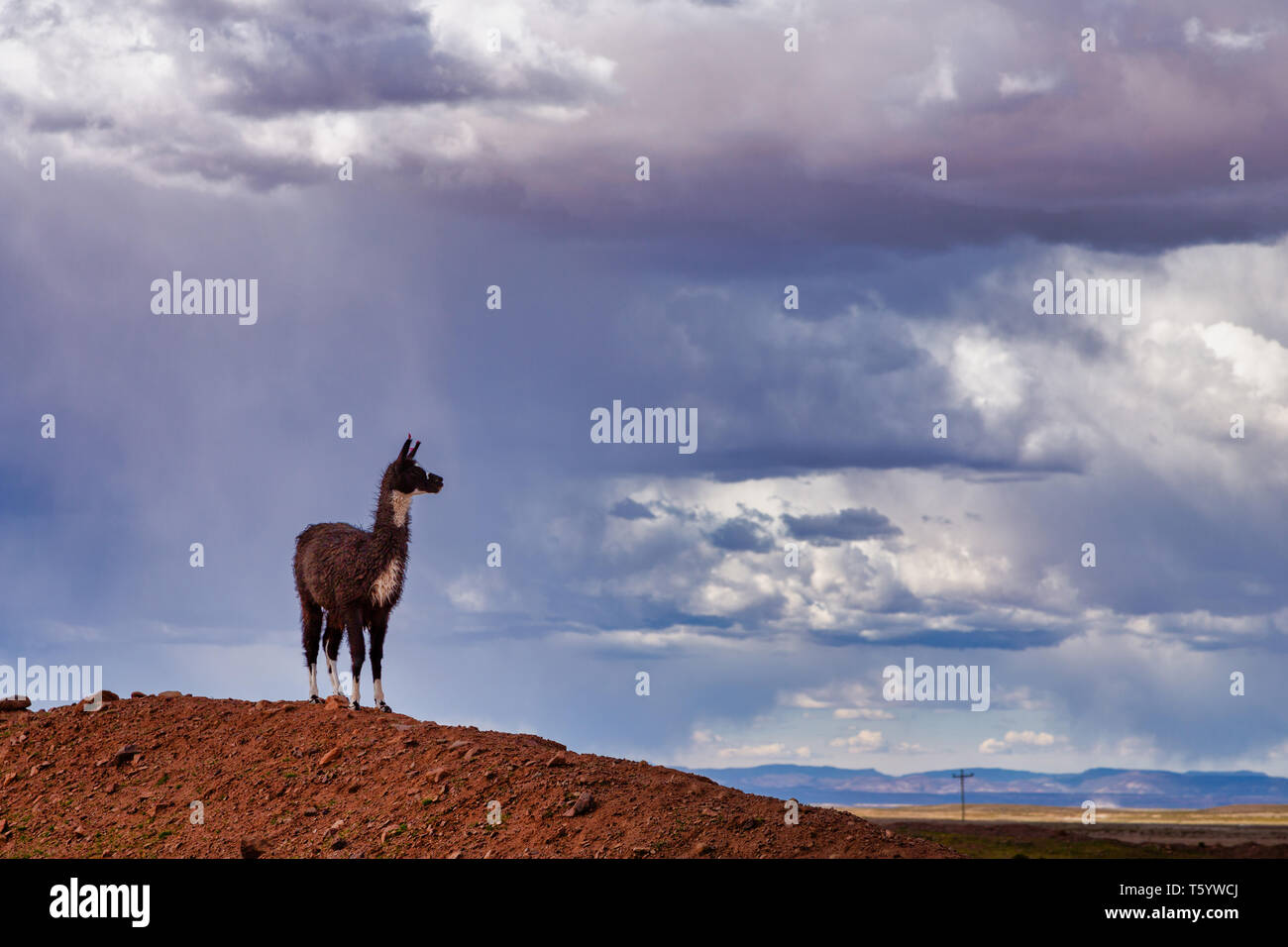 Ein Lama (Lama glama) starren Form oben auf einem Hügel an der Anden. Im Hintergrund Sturm Himmel. Lamas sind häuslich Südamerikanische Kameliden Stockfoto
