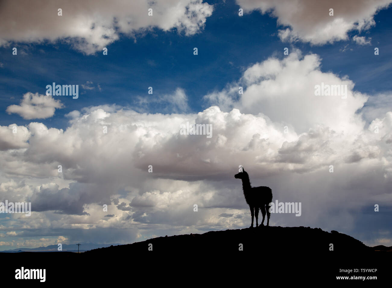 Silhouette einer Llama (Lama glama) starren Form oben auf einem Hügel an der Anden. Im Hintergrund Sturm Himmel. Lamas sind häuslich Südamerikanischen Stockfoto