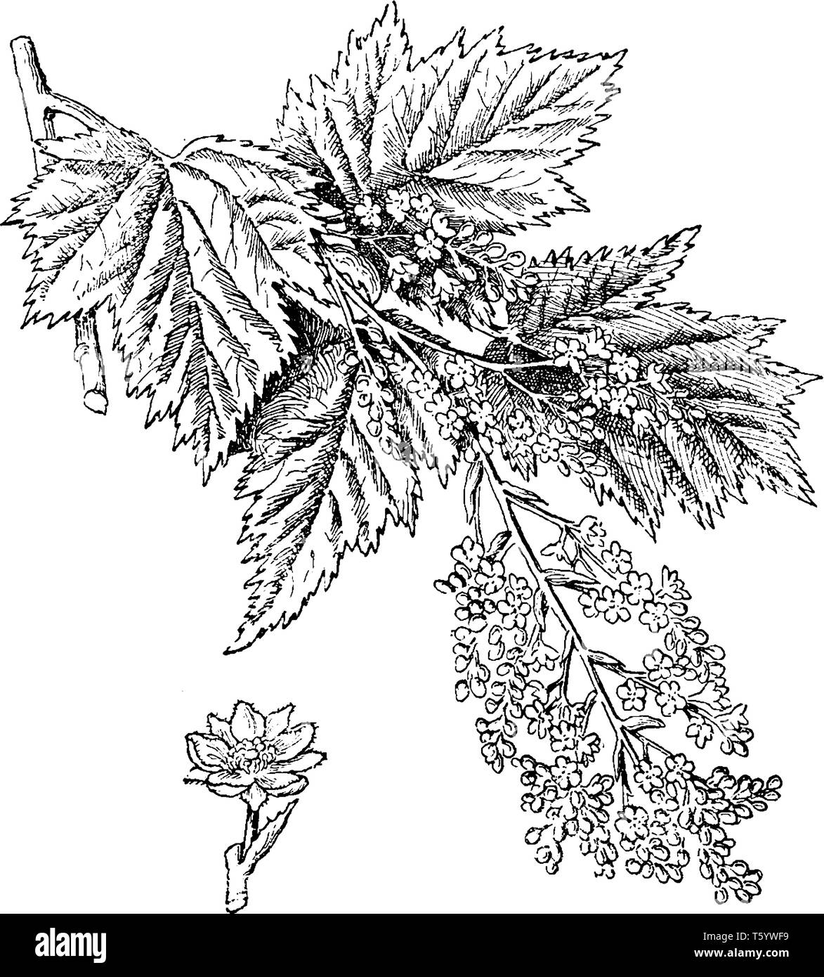 Stephanandra Tanakae ist Arten in der Familie der Rosaceae. Es ist eine sommergrüne Strauch- und Blätter sind abwechselnd mit Zahnriemen, vintage Strichzeichnung oder Gravur Stock Vektor