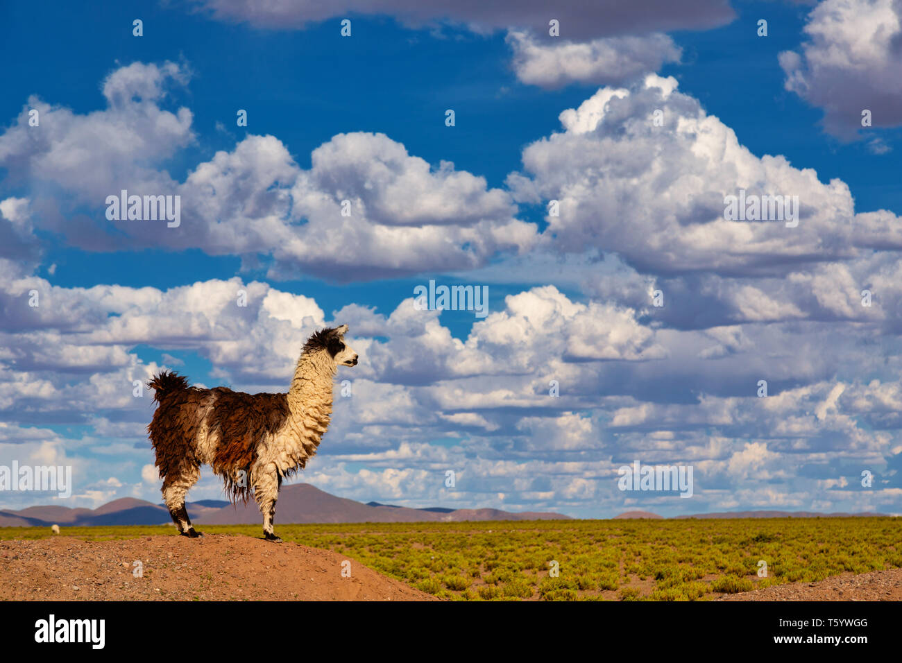 Ein Lama (Lama glama) starren Form oben auf einem Hügel an der Anden. Im Hintergrund bewölkten Himmel. Lamas sind häuslich Südamerikanische Kameliden Stockfoto