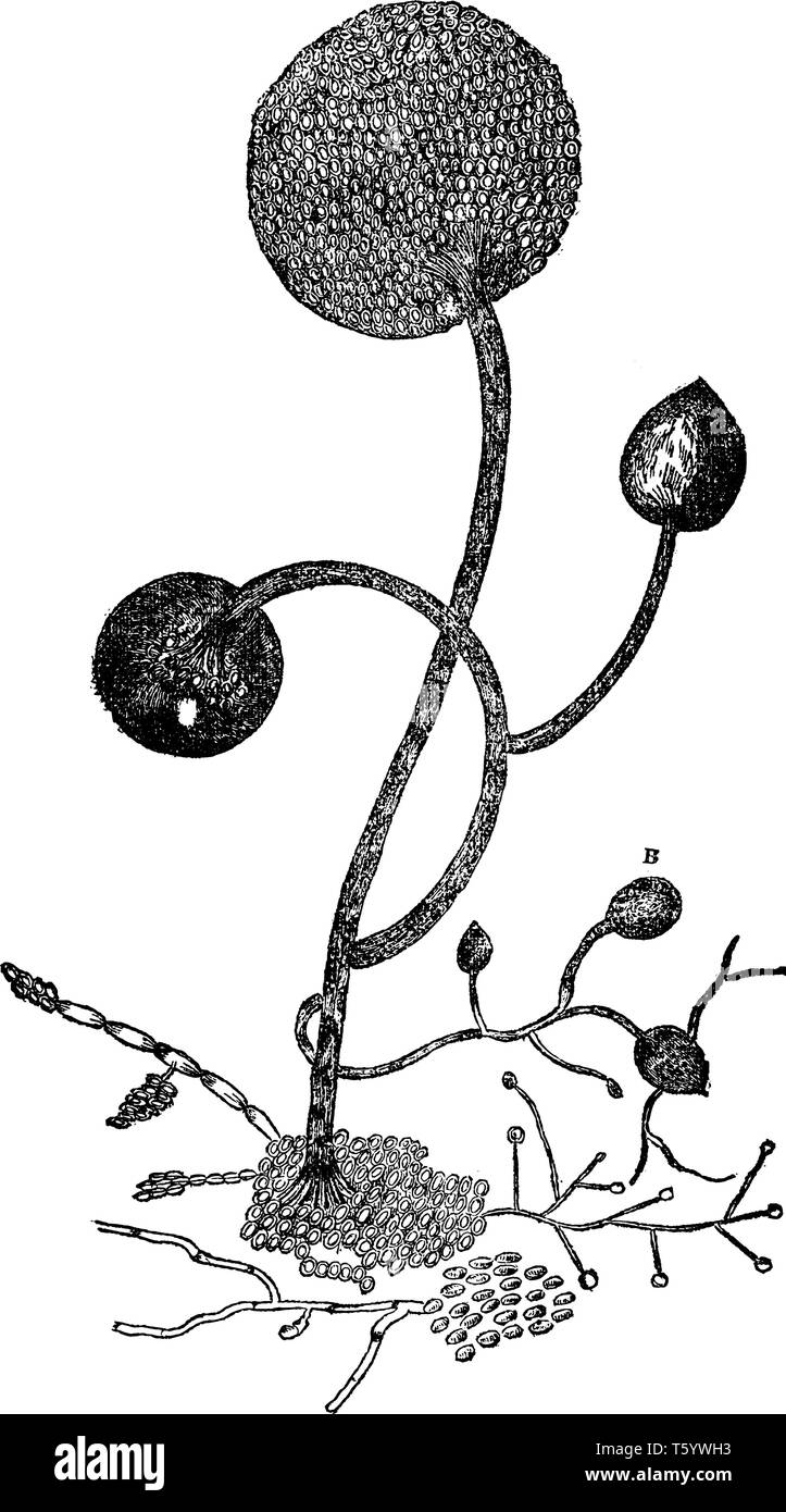 Ein Bild der Kartoffel Fäule. Eine Kartoffel geplagt mit Pernospora Infestans, auch als Kartoffel bezeichnet - rot, vintage Strichzeichnung oder Gravur Abbildung. Stock Vektor
