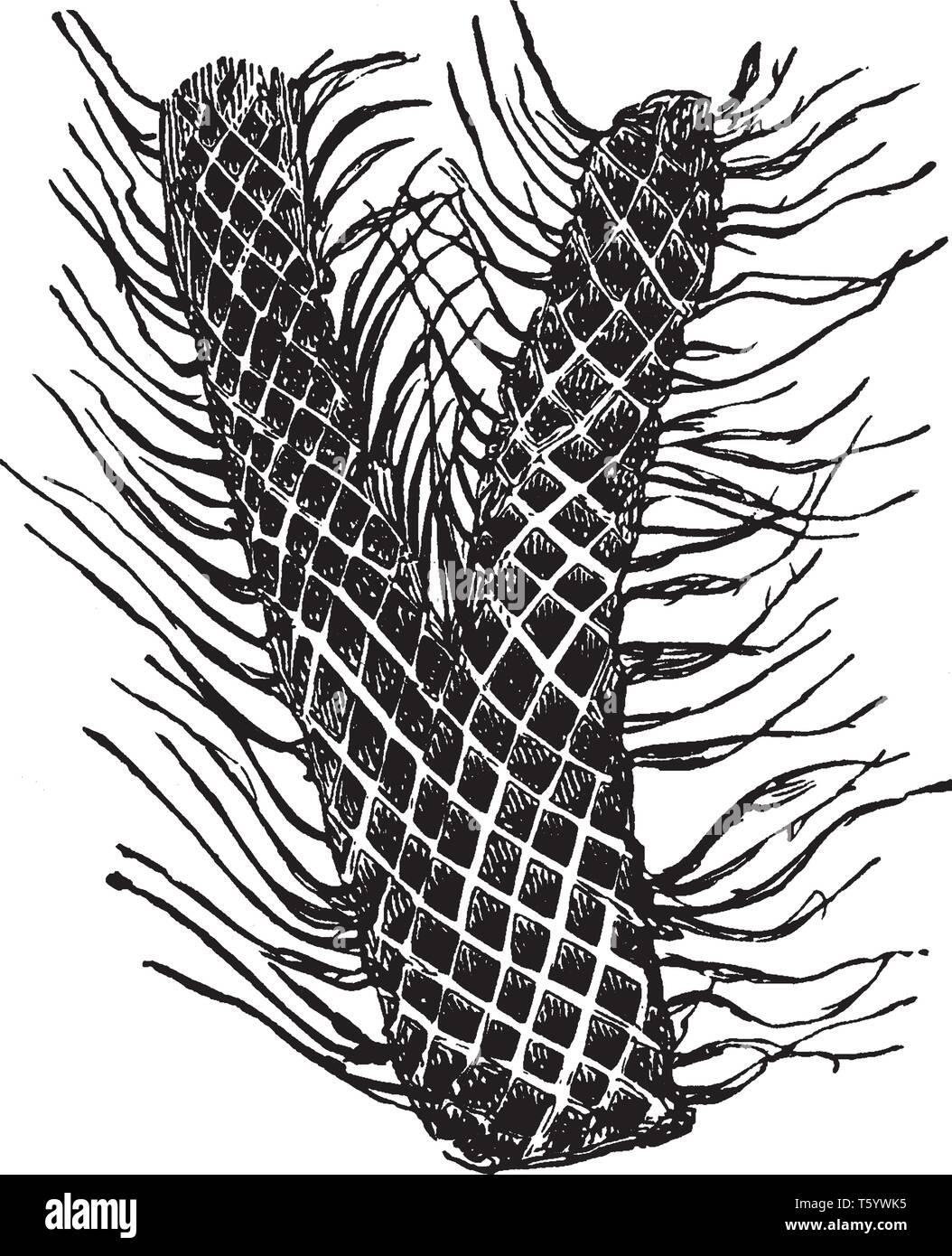 Dies ist der Teil der Lepidodendron Anlage. Stiel sieht aus wie ein Mechanismus in einem dichten Spirale. Die äußere Oberfläche der Rinde ist durch Raute gekennzeichnet - sha Stock Vektor