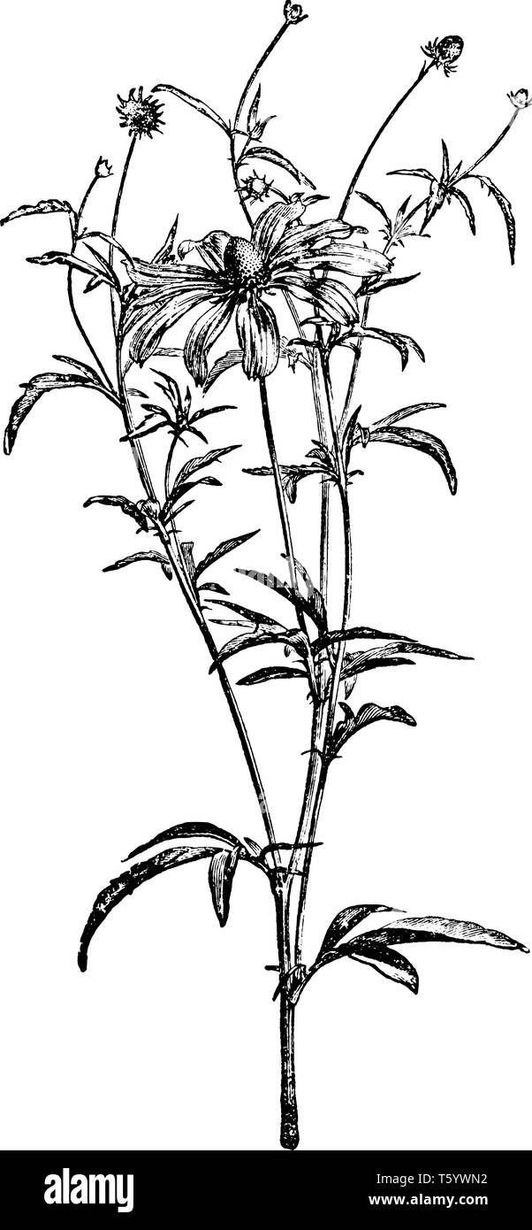 Ein Bild zeigt einen Zweig und Blume des Gray-Headed Coneflower auch genannt als Rudbeckia Pinnata. Die Blüten haben Gelbe Blütenblätter abgefallen und können gro Stock Vektor