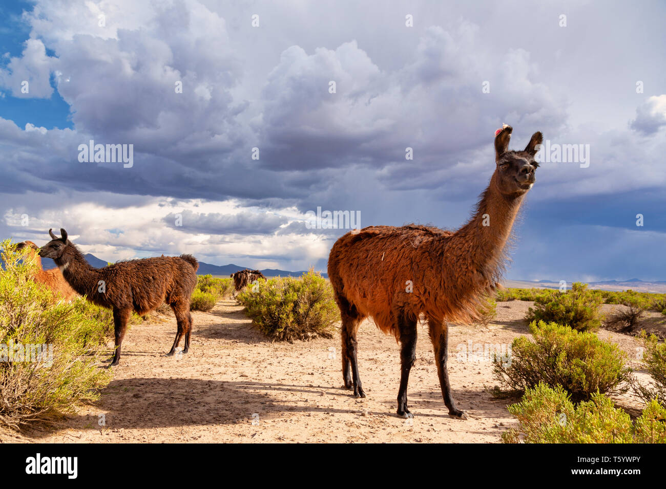 Ein Lama (Lama glama), um die Kamera auf die Anden. Im Hintergrund bewölkten Himmel. Lamas sind häuslich Südamerikanische Kameliden Stockfoto