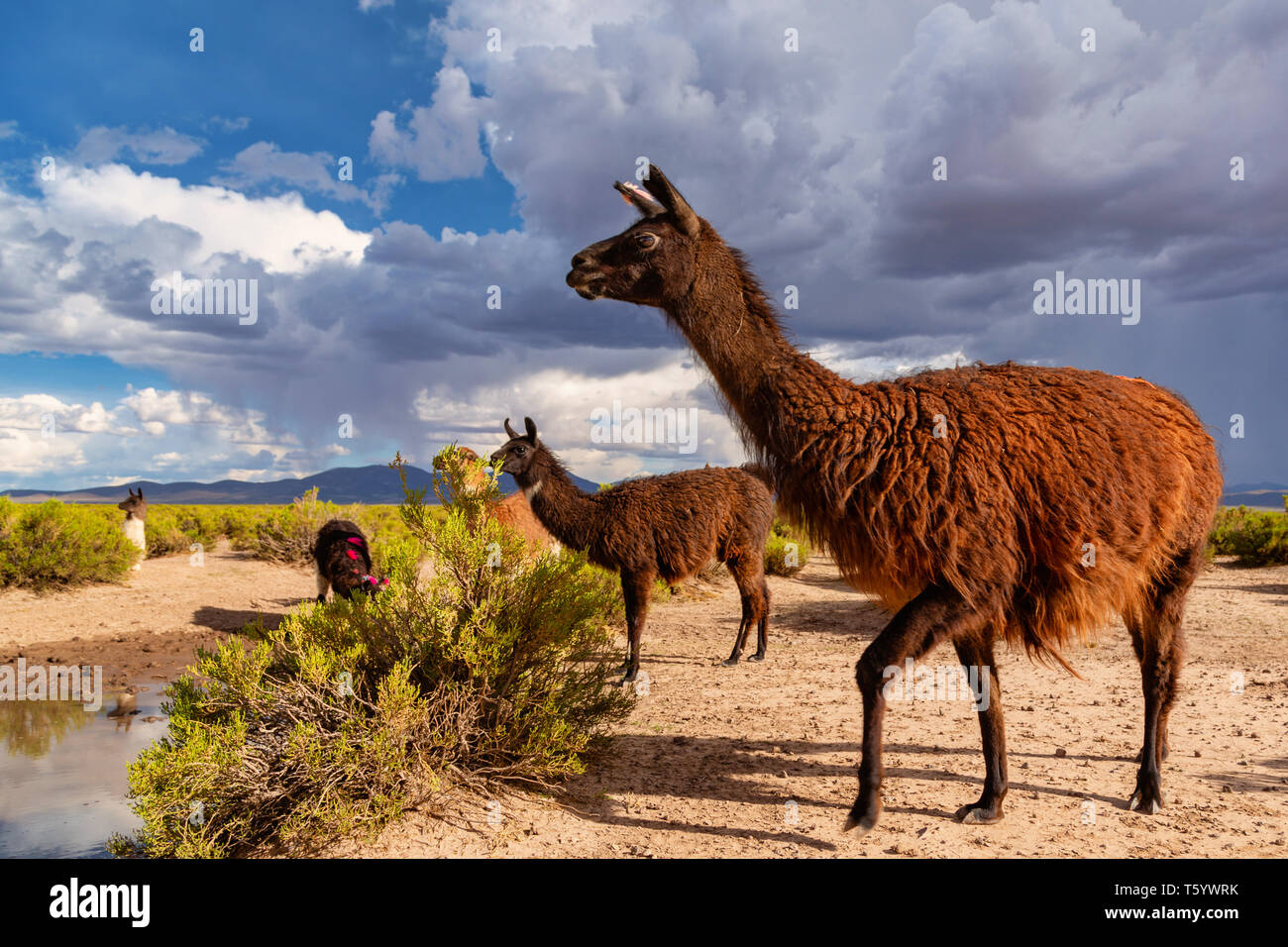 Ein Lama (Lama glama) in die Anden. Im Hintergrund bewölkten Himmel. Lamas sind häuslich Südamerikanische Kameliden Stockfoto
