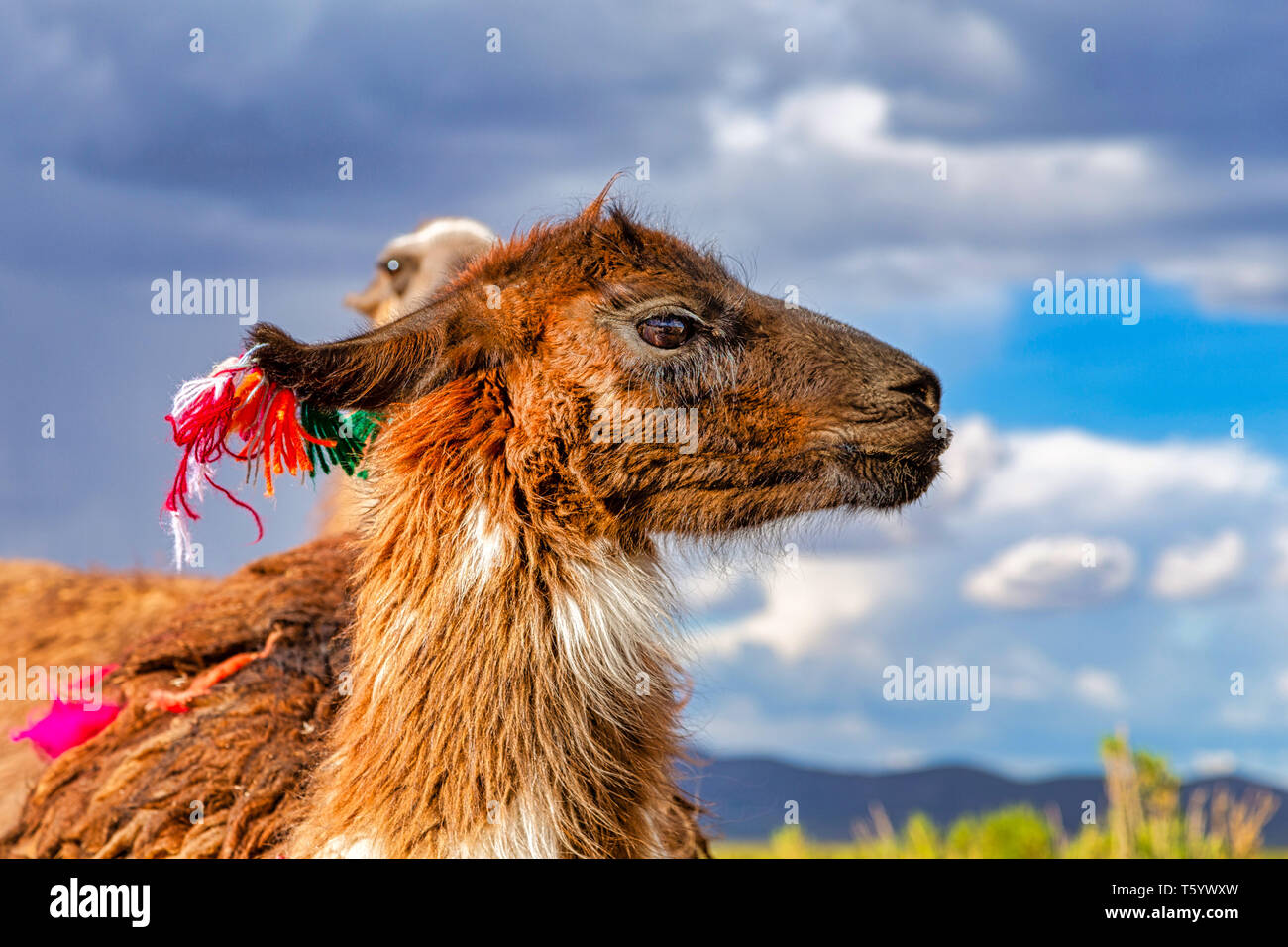 Nahaufnahme von einem Lama (Lama glama) in die Anden. Im Hintergrund bewölkten Himmel. Lamas sind häuslich Südamerikanische Kameliden Stockfoto