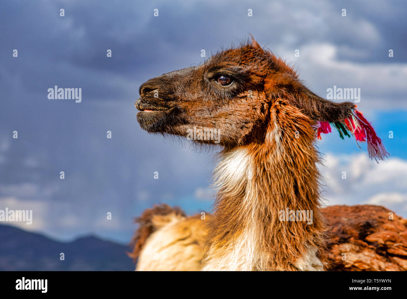Nahaufnahme von einem Lama (Lama glama) in die Anden. Im Hintergrund bewölkten Himmel. Lamas sind häuslich Südamerikanische Kameliden Stockfoto