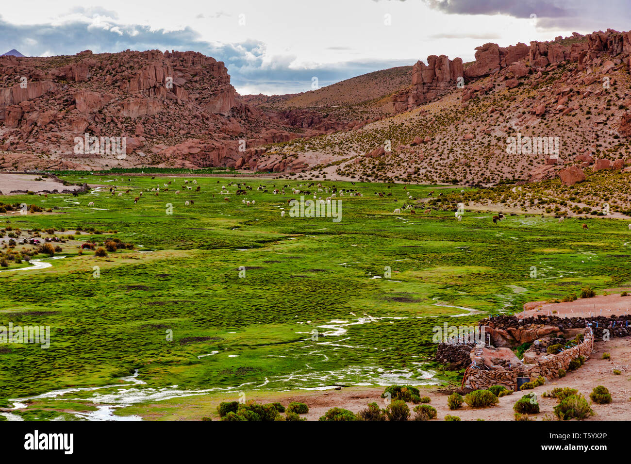 Green River Valley mit Lamas und Alpakas im Altiplano in der Nähe von Uyuni, Potosi, Bolivien. Stockfoto