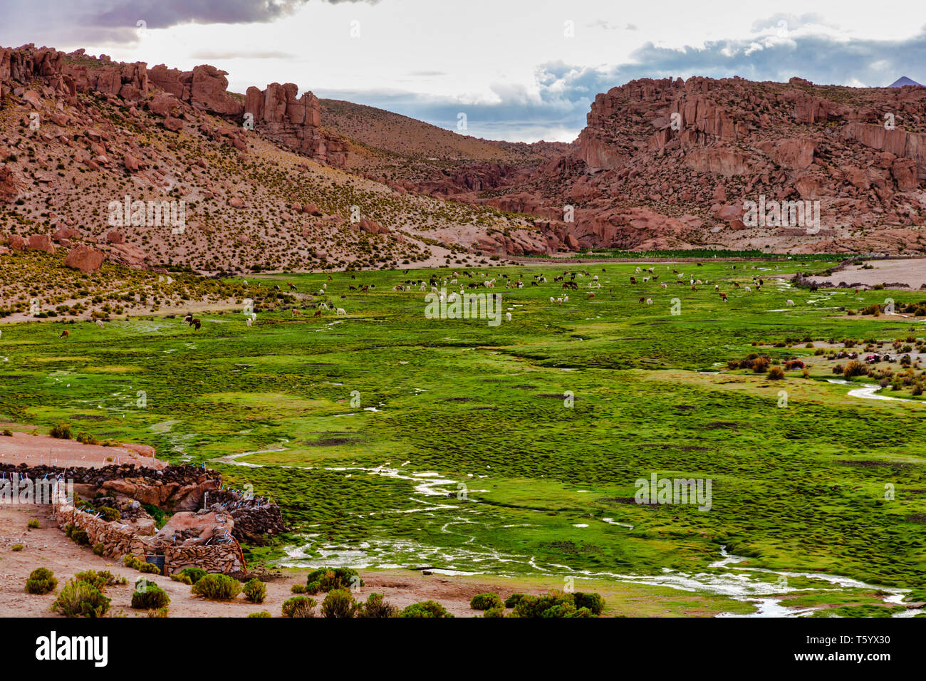 Green River Valley mit Lamas und Alpakas im Altiplano in der Nähe von Uyuni, Potosi, Bolivien. Stockfoto