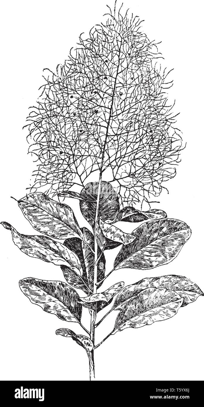 Cotinus Coggygria Pflanzen sind dicht und die Blätter wachsen größer; die Blume blüht im Juni und Juli, seine Blumen Blüte groß, vintage Strichzeichnung oder engr Stock Vektor