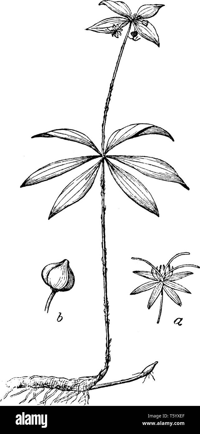 Indische Gurke-root-Anlage produziert kleine, grünlich-gelben Blüten im Frühjahr und diese Pflanzen auch für medizinische Zwecke benutzt, vintage Strichzeichnung oder Stock Vektor