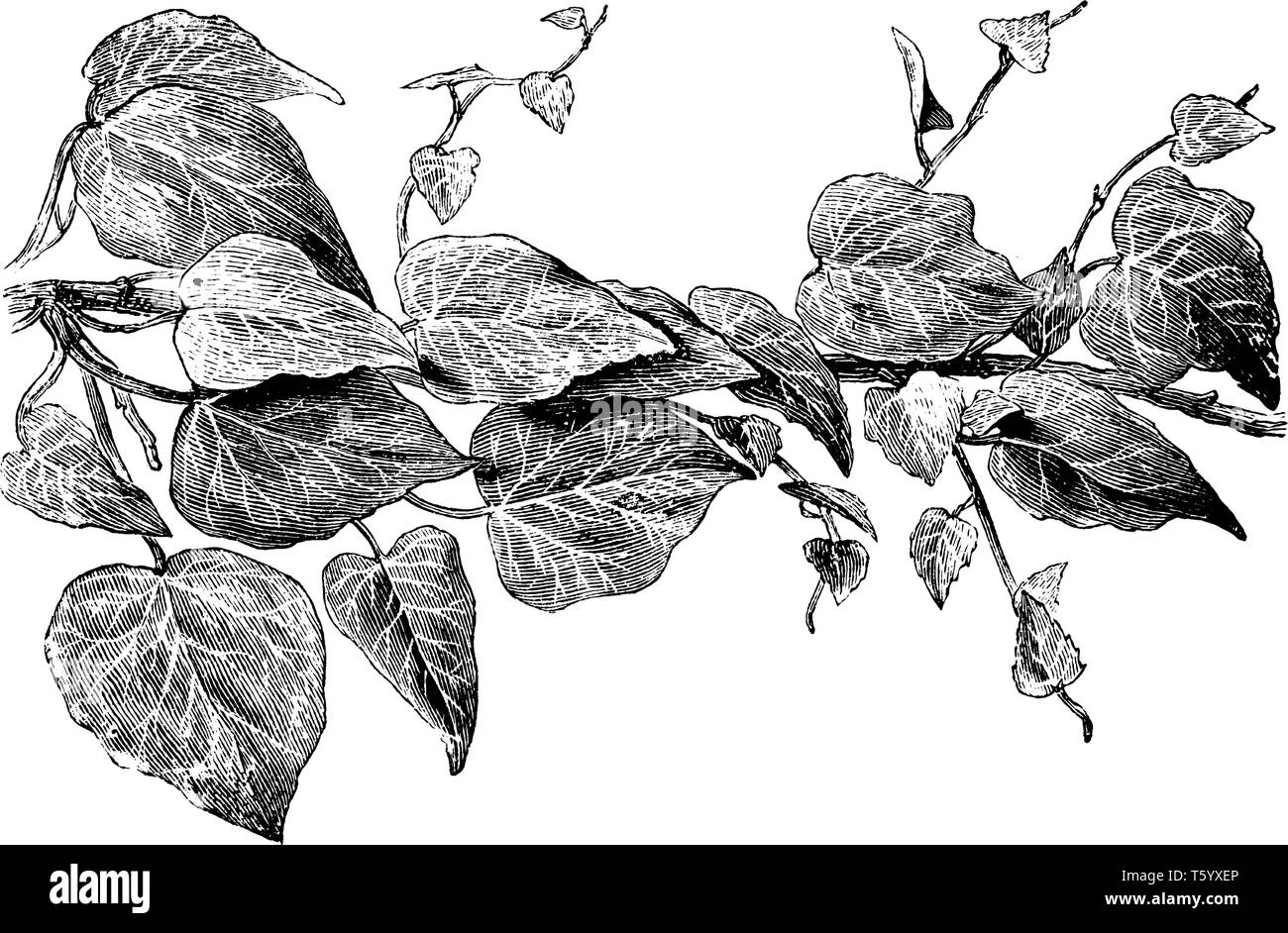 Hedera colchica Dentata ist Evergreen klettern Sträucher durch Luftwurzeln festhalten. Die Blätter sind nicht deutlich. Efeu variieren stark in ihrer Größe ein Stock Vektor