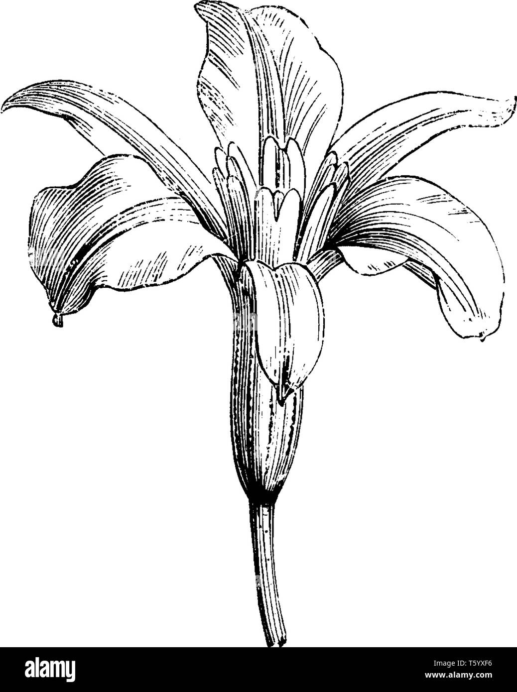Die barbacenia purpurea Trompete geformte Blume und Sie haben fünf Blütenblatt. Die blumenstengel ist lang, vintage Strichzeichnung oder Gravur Abbildung. Stock Vektor