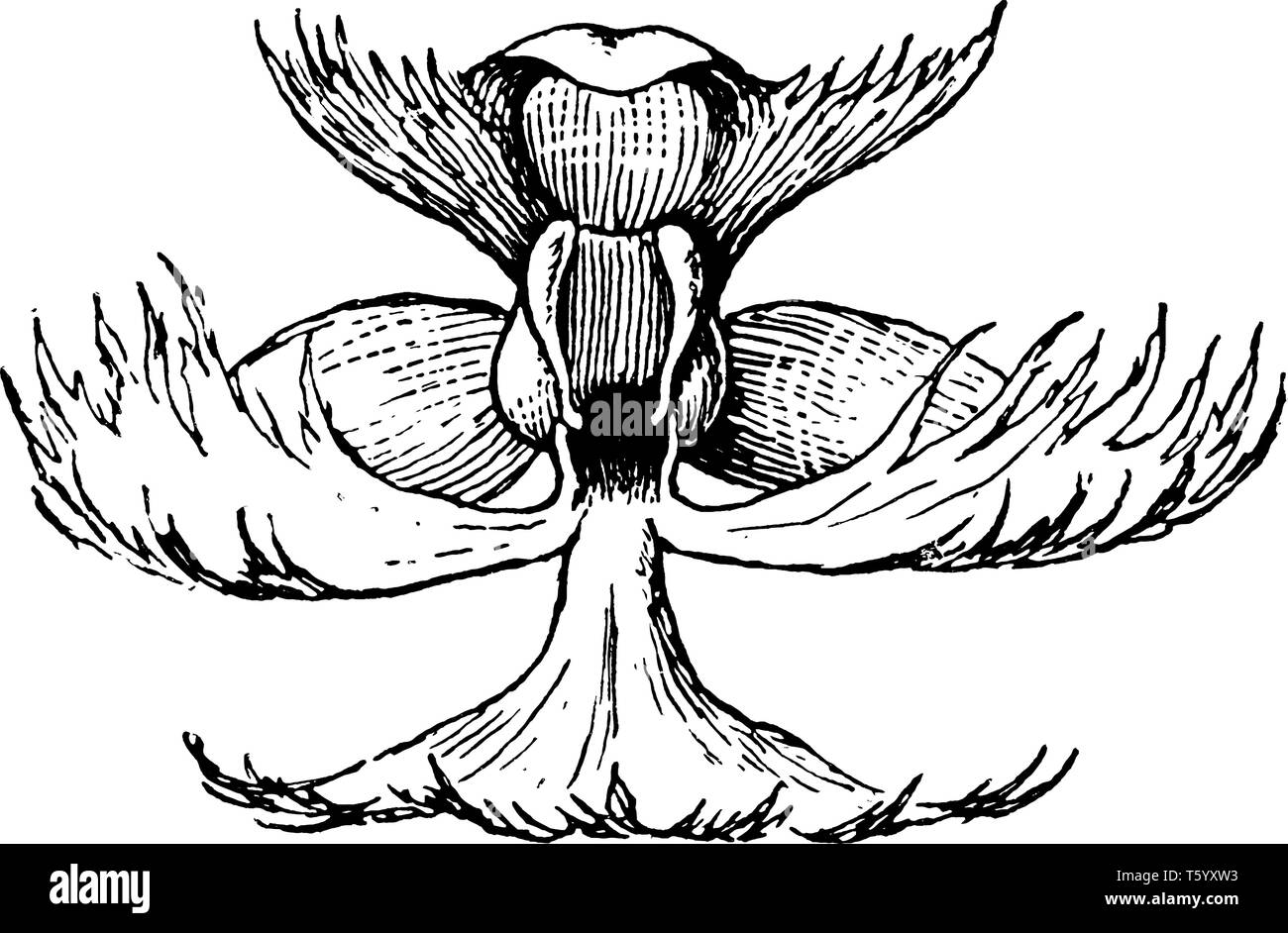 Bild ist der Great Plains white Fransen Orchidee in Nordamerika heimisch, vintage Strichzeichnung oder Gravur Abbildung angezeigt. Stock Vektor