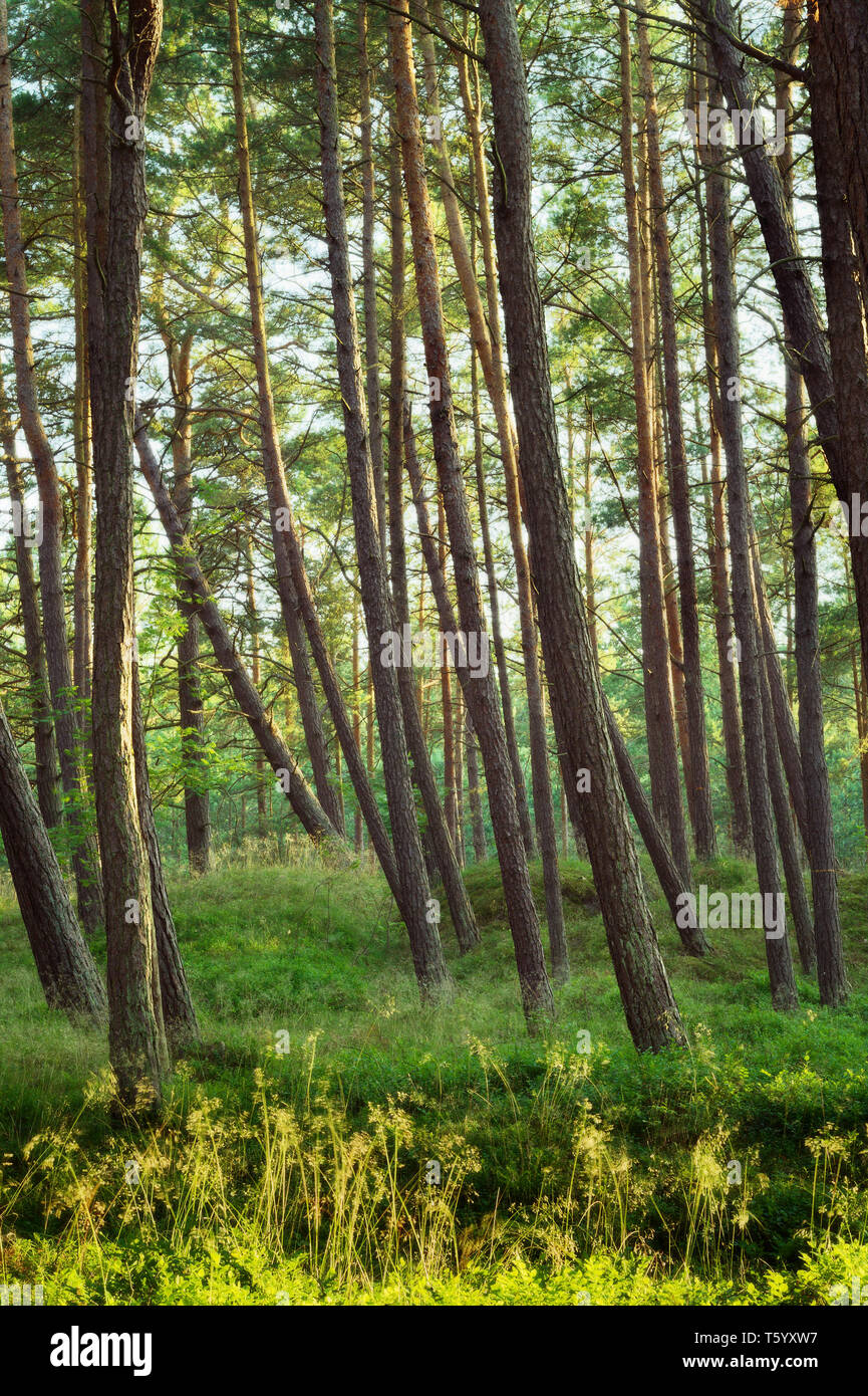 Sommer Pinienwald. Scots oder Schottische Kiefer Pinus sylvestris Bäume in immergrüne Nadelwald. Pommern, Polen. Stockfoto