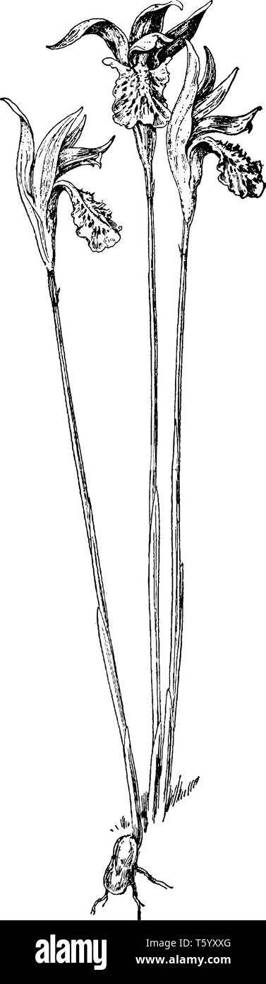 Die arethusa Familie der Orchideen ist in den Sümpfen und anderen Feuchtgebieten, diese Blumen sind von hoher und rosa Farbe, vintage Strichzeichnung oder Gravur illu Stock Vektor