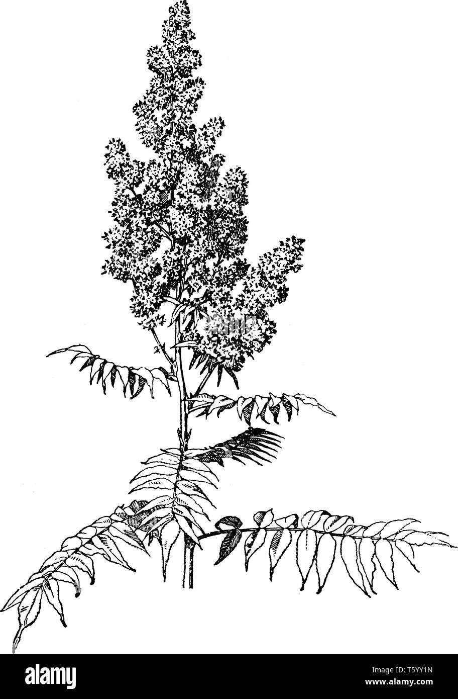 Ein Bild zeigt den Sorbaria Sorbifolia Anlage. Es gehört zur Familie der Rosaceae. Es hat den großen zusammengesetzten Blättern öffnen auf brückenbildung Stämmen und weißen Blumen Stock Vektor