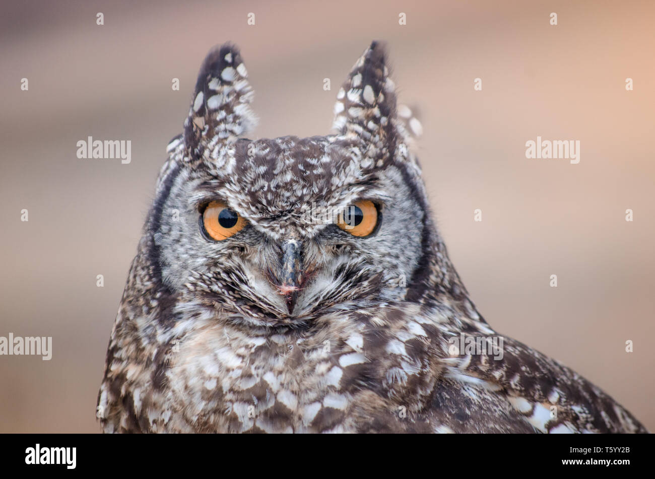Eine Nahaufnahme eines Afrikanischen spotted owl (Bubo Africanus) intensiv in die Kamera starrt Stockfoto