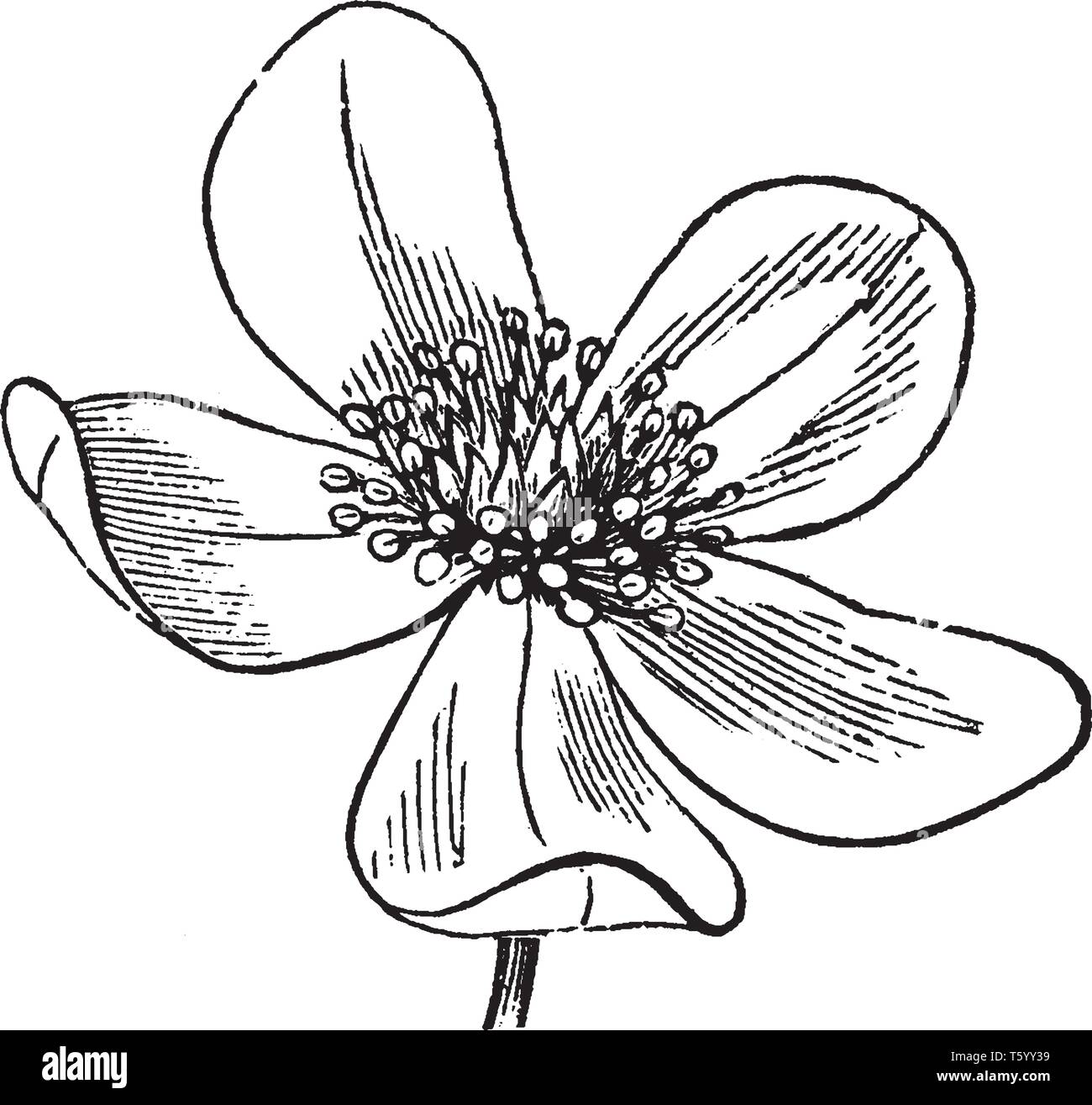 Ein Bild zeigt eine Blume von Anemone Pennsylvanica, die in Nordamerika heimisch ist, vintage Strichzeichnung oder Gravur Abbildung. Stock Vektor Ein Bild zeigt eine Blume von Anemone Pennsylvanica, die in Nordamerika heimisch ist, vintage Strichzeichnung oder Gravur Abbildung. Stock Vektor