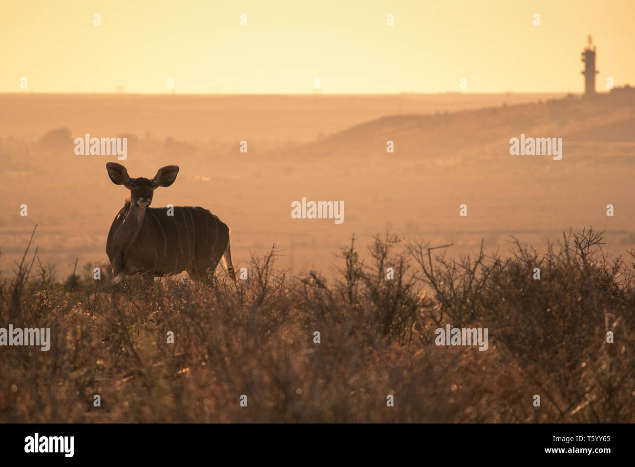 Eine weibliche Kudu (Tragelaphus strepsiceros) starrt neugierig in die Kamera, eine Silhouette gegen den goldenen Reflexen der Morgenröte in die Karoo, Südafrika Stockfoto