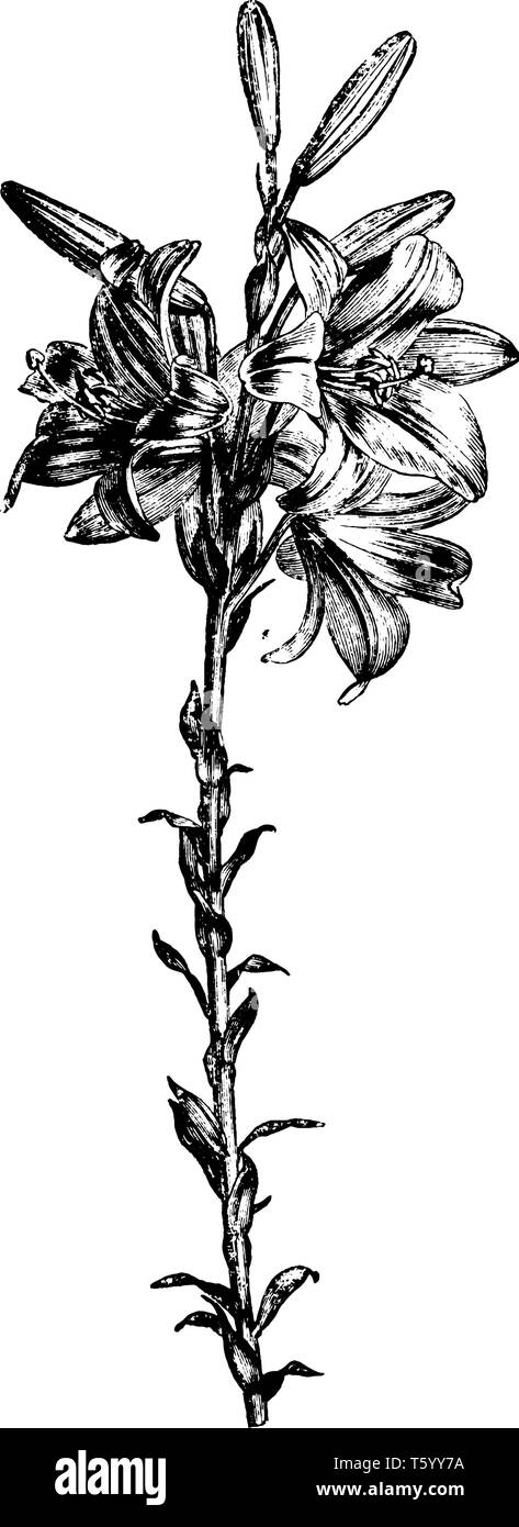 Ein Bild zeigt die Blume Stamm St. Joseph's Lily. Weißen, duftenden, Lang, Blumen blühen im Juni. Es hat Schwert-förmige grüne Blätter und einem grünen Flora Stock Vektor