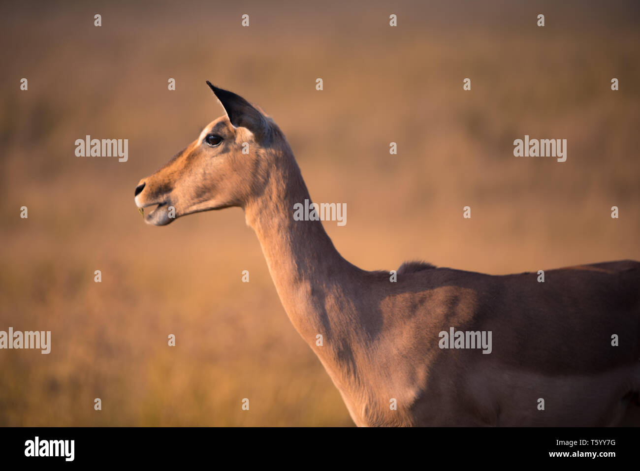Eine einsame weibliche Impalas (Aepyceros melampus) in die Ferne im Goldenen Stunde suchen, Südafrika Stockfoto