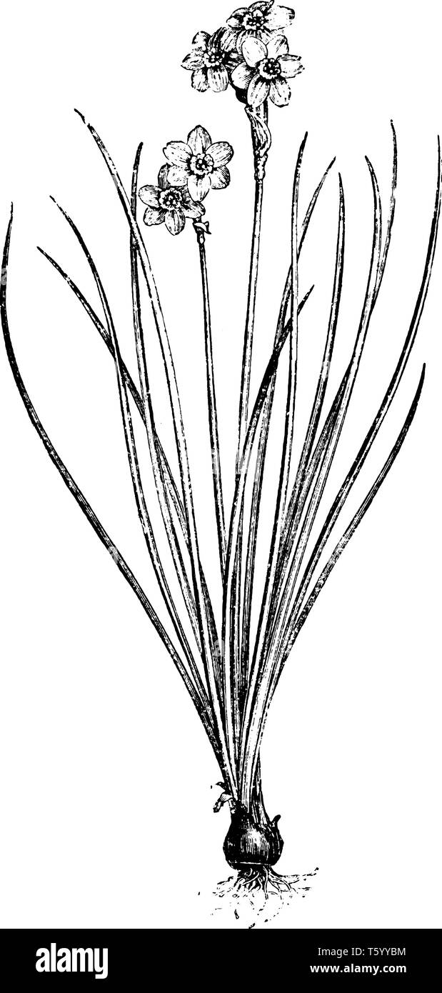 Blumen von Narcissus tazetta Intermedius sind zitronengelb. Jede kopfhaut besteht aus ein bis fünf Blüten, vintage Strichzeichnung oder Gravur Abbildung. Stock Vektor