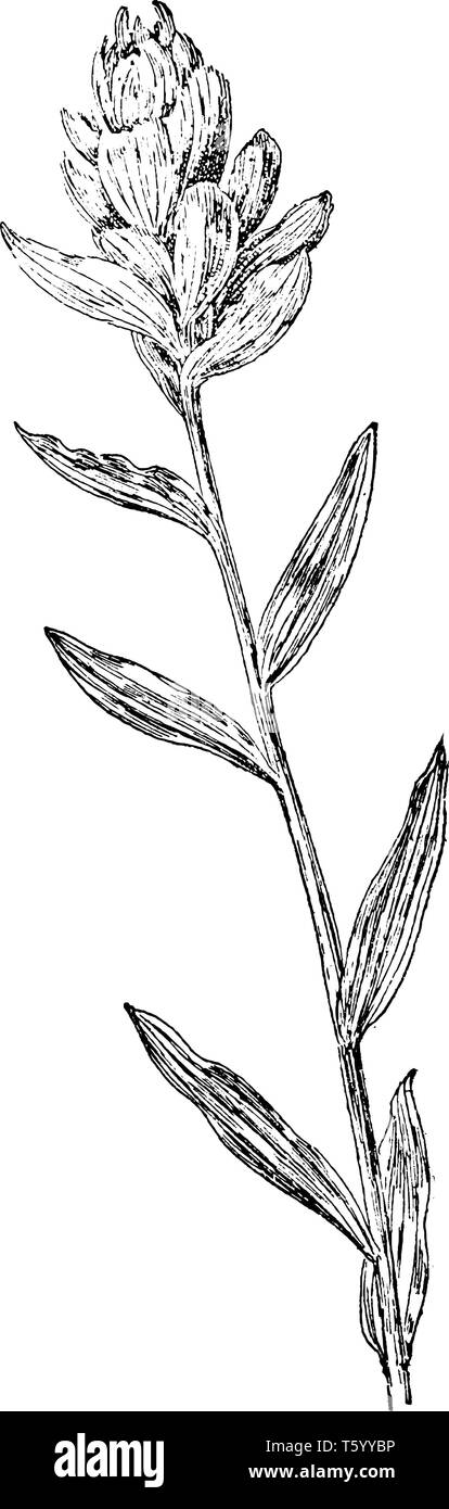 Castilleja ist als Indian Paintbrush bekannt. Es ist eine mehrjährige Kraut und die Blätter sind variabel in Form, vintage Strichzeichnung oder Gravur Abbildung. Stock Vektor