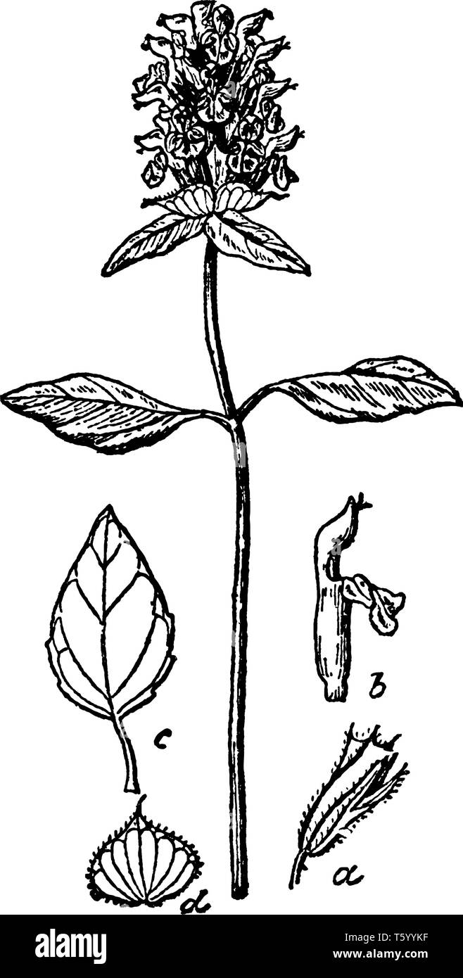 Es zeigt Schaft mit Blume, die bekannt ist als prunella vulgaris. Der obere Teil der Stammzellen mit Blumen, vintage Strichzeichnung oder Gravur illustr Stock Vektor