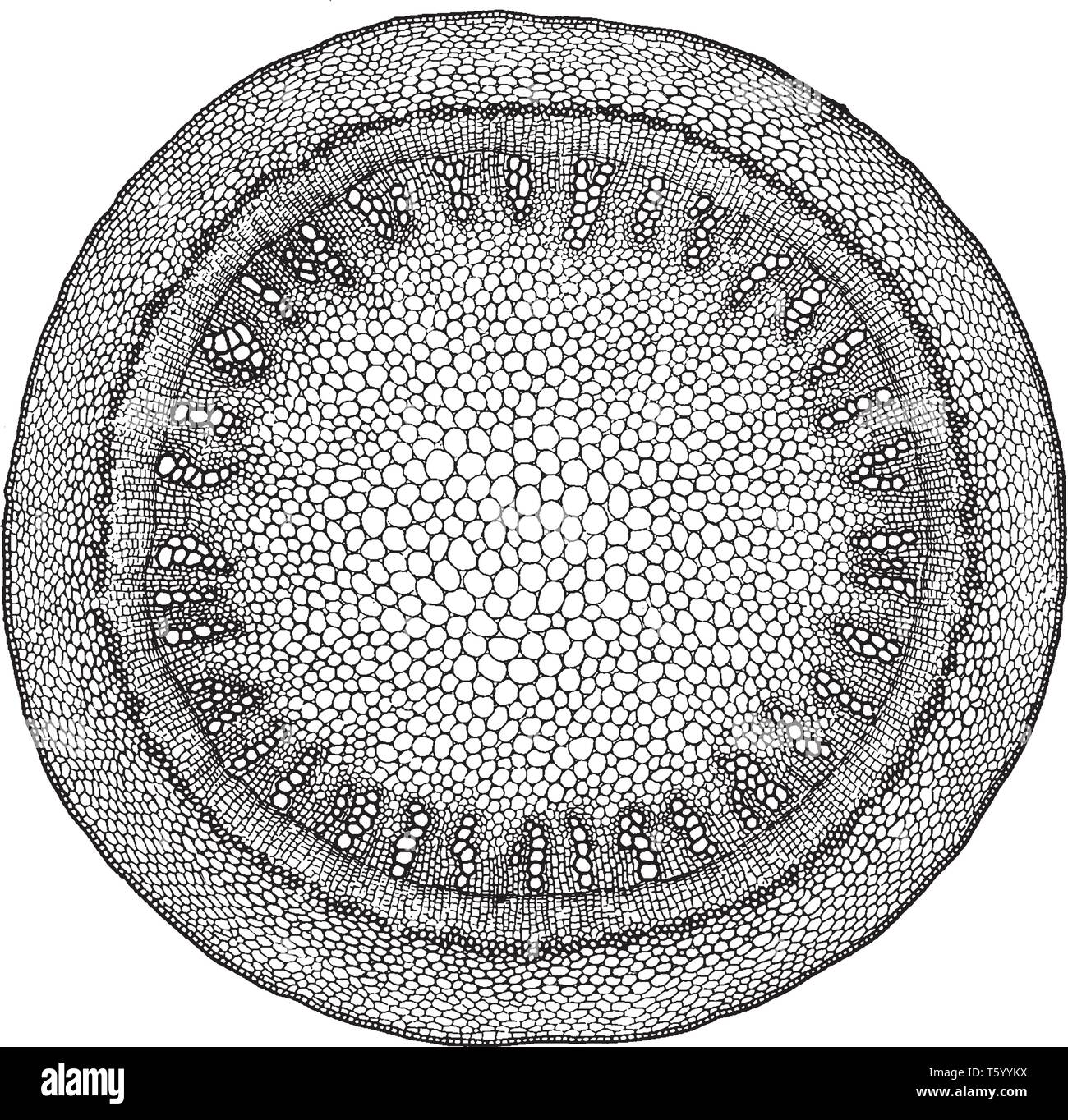 Ein Diagramm der Querschnitt der Stamm, zeigt der Ring der sekundären Xylem, vintage Strichzeichnung oder Gravur Abbildung. Stock Vektor