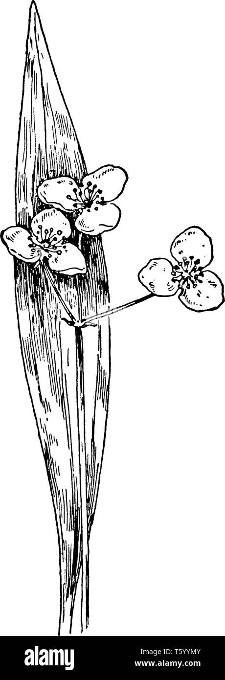 Ein Bild zeigt Sagittaria ambigua Anlage. Es ist eine Art von Gras und dieses Gras Blätter sind schmal, lineare, Gras - wie Blätter. Es gehört zu Sagit Stock Vektor