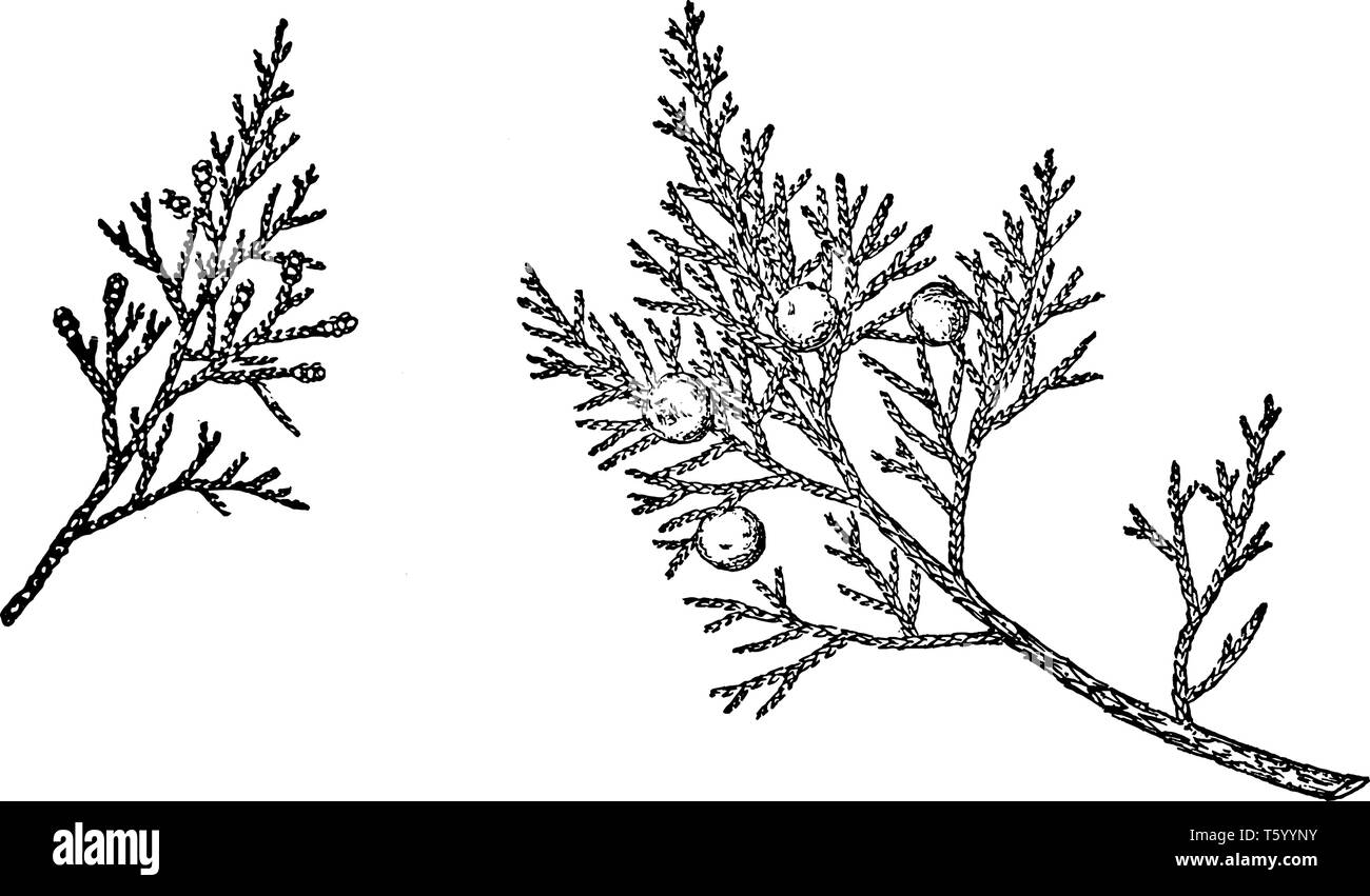 Eine Art von Juniper native nach Zentral- und Südeuropa, sowie West- und Zentralasien, vintage Strichzeichnung oder Gravur Abbildung. Stock Vektor